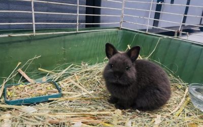 Easter Bunny Mr Dot At Pet Storey